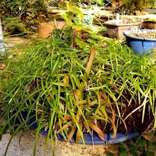 山野草の鉢植え | Natural Plants 葉波 公式通販