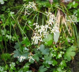 山野草の苗 | Natural Plants 葉波 公式通販