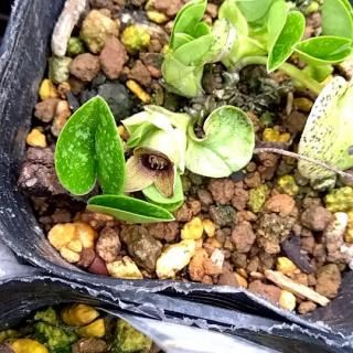 山野草　希少　カリアンテマム　ファレリ　苗 山野草 希少 カリアンテマム ファレリ 鉢植え苗