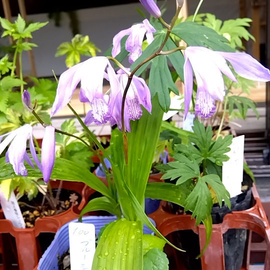 ブルーシラン - 山野草専門店 Natural Plants 葉波 | 山野草苗・苔玉・石付盆栽の通販