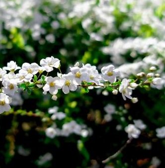 山野草の店 葉波ネットショップ