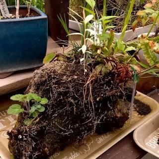 山野草の石付盆栽 | Natural Plants 葉波 公式通販