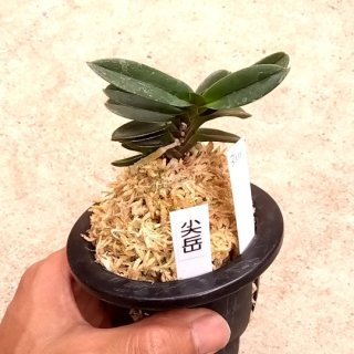 フウキラン（富貴蘭） - 山野草の店 葉波ネットショップ