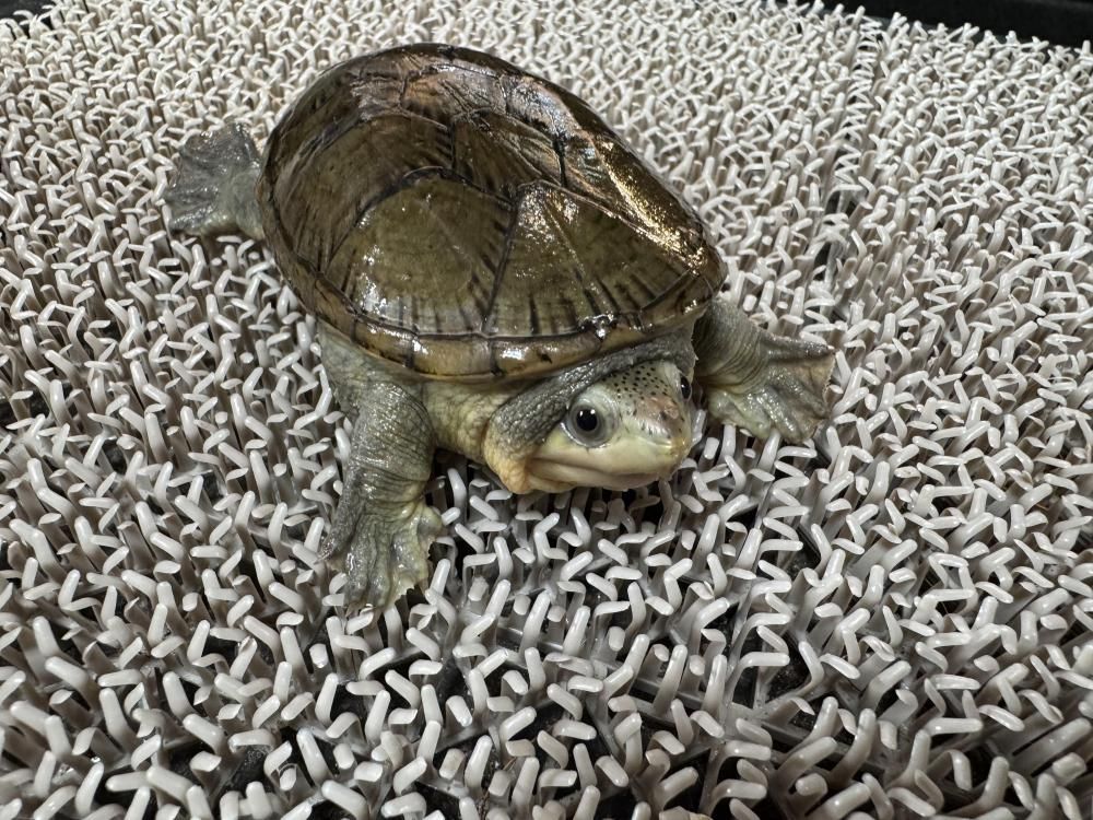 亀 - オンラインストア | ポールパイソン・ニシアフ専門店 RFC