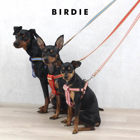 ラッセルクッションハーネスM - BIRDIE〈バーディオンラインショップ〉