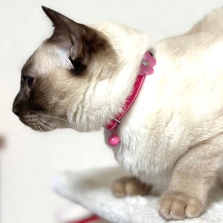 【15％OFF】CAT蓄光ラインカラー