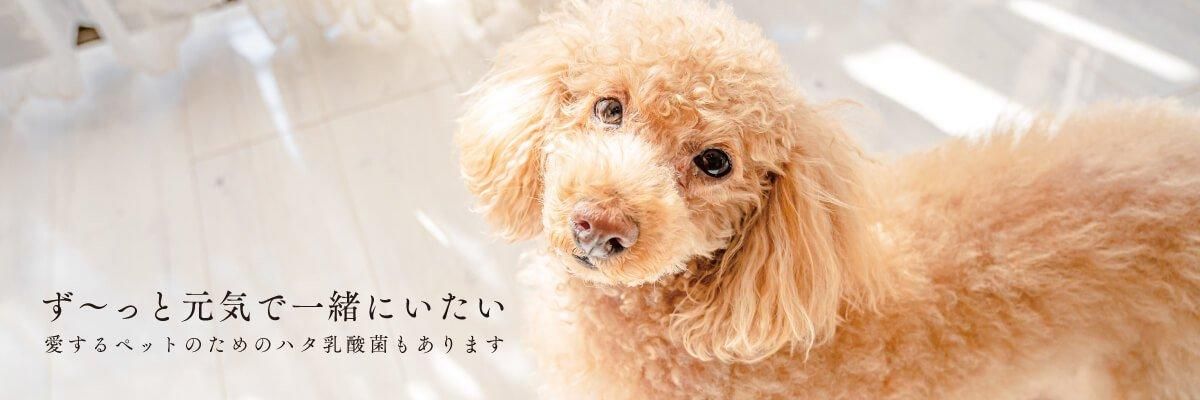 新品未使用 ハタ乳酸菌 FOR 恨めし PETS 60g ×5個