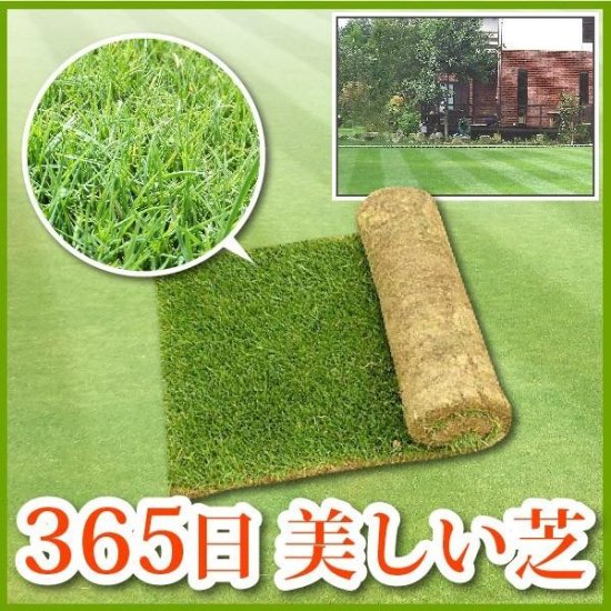 芝生 天然芝 三種混合ロール巻芝 送料無料 （芝生 通販） - サンワショッピング