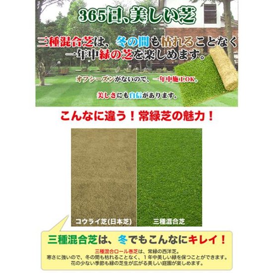 芝生 天然芝 三種混合ロール巻芝 送料無料 （芝生 通販） - サンワ