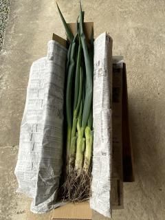 դŤͤ1kgۡ˧ʴŤȹꡢȤ餫ζ˾ͥ1126缡ȯͽ ָ<img class='new_mark_img2' src='https://img.shop-pro.jp/img/new/icons1.gif' style='border:none;display:inline;margin:0px;padding:0px;width:auto;' />ξʲ