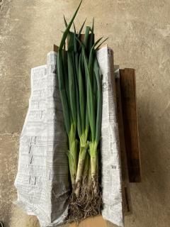 դŤͤ2kgۡ˧ʴŤȹꡢȤ餫ζ˾ͥ1126缡ȯͽ ָ<img class='new_mark_img2' src='https://img.shop-pro.jp/img/new/icons1.gif' style='border:none;display:inline;margin:0px;padding:0px;width:auto;' />ξʲ