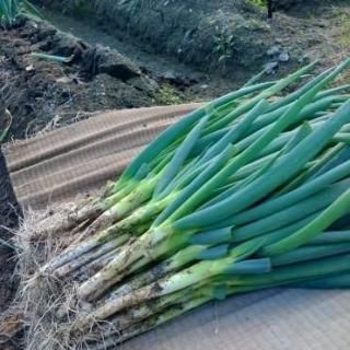 դŤͤ4kgۡ˧ʴŤȹꡢȤ餫ζ˾ͥ1126缡ȯͽ ָ<img class='new_mark_img2' src='https://img.shop-pro.jp/img/new/icons1.gif' style='border:none;display:inline;margin:0px;padding:0px;width:auto;' />ξʲ