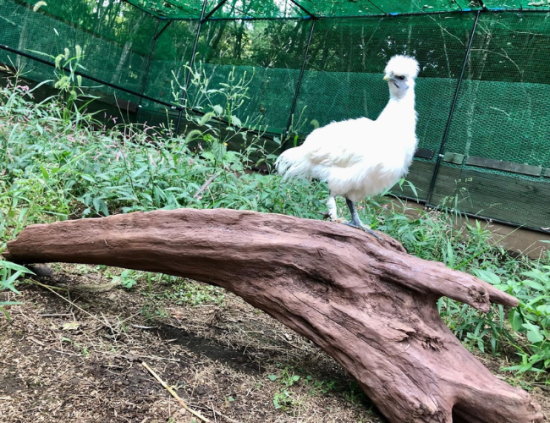 東京烏骨鶏の有精卵(孵化用) 6個 - 烏骨鶏の卵販売 美味しい平飼い有精卵 烏骨鶏ヒナ｜at-silky