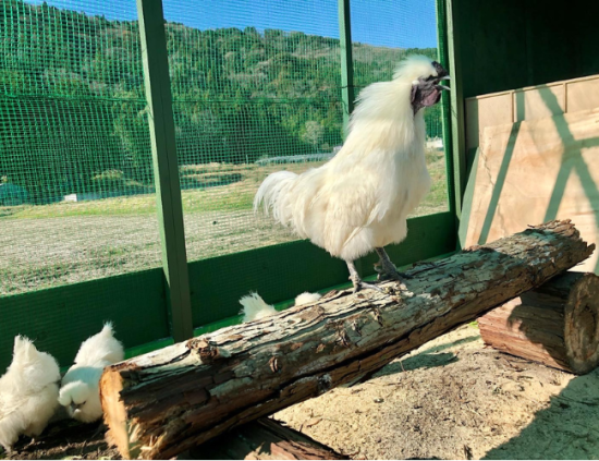 東京烏骨鶏の有精卵(孵化用) 6個 - 烏骨鶏の卵販売 美味しい平飼い有精卵 烏骨鶏ヒナ｜at-silky