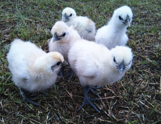 烏骨鶏の卵販売 美味しい平飼い有精卵 烏骨鶏ヒナ｜at-silky