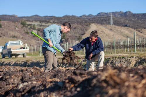 organicvinyard