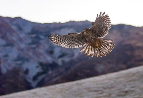 peregrine