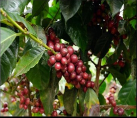 ƥޥ顦ƥȥ󡦥륫󡦥ĥХ 200濼