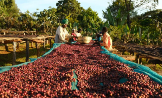 ⥫⡦ɥ  ͭݥʥ100ڿ