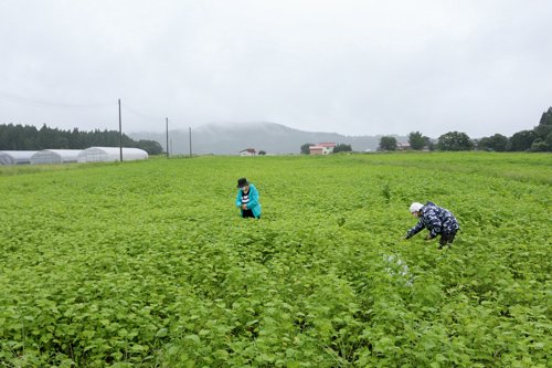 自社の農場で栽培した胡麻の葉