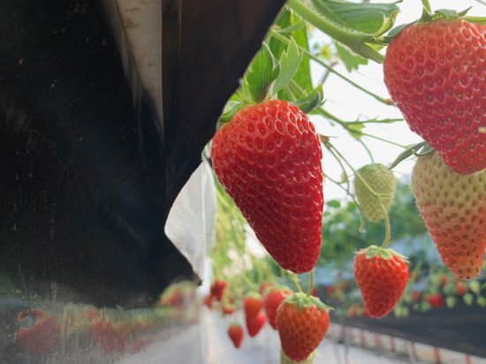 農家直送】イチゴ苗 紅ほっぺ 10本セット 冷たい