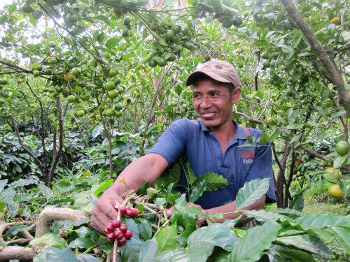 [自家焙煎スペシャルティコーヒー豆]インドネシア　ゴッドマウンテン　マユンガン [深煎り・フルシティロースト][300g　豆のまま]  (クリックポストで送料無料) - CAFE L'ETOILE DE MER