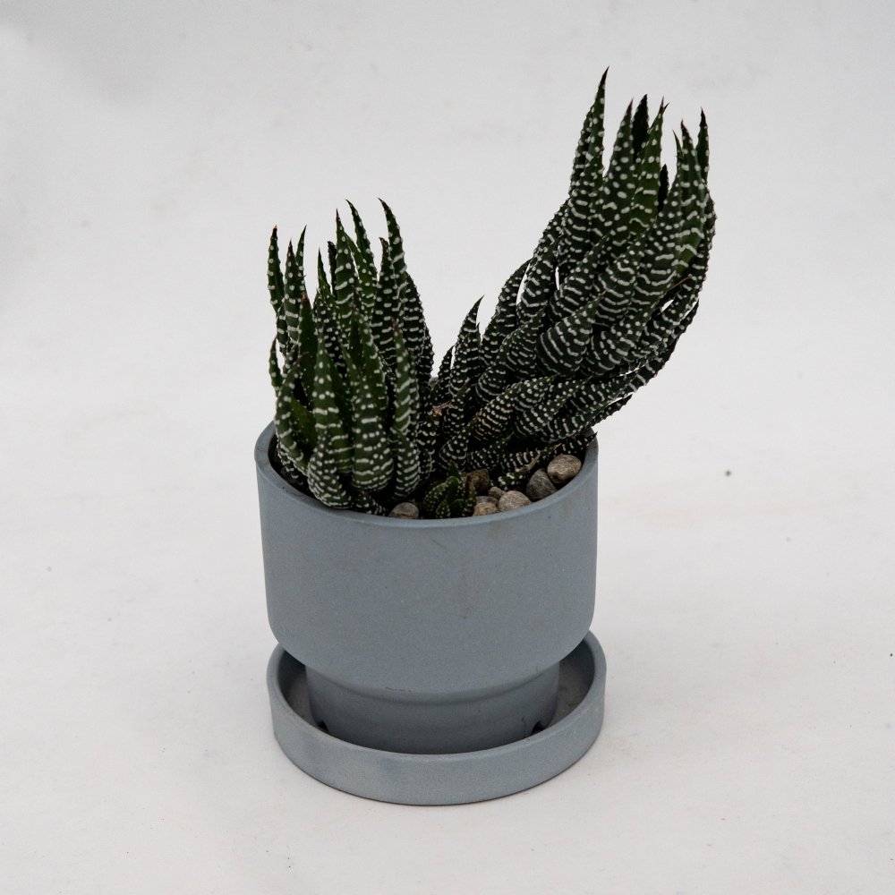 Haworthia reinwardtii var. zebrina + MMpot