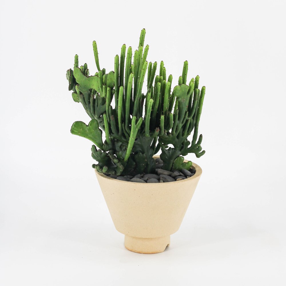 Euphorbia oncoclada f.crist + Pot(S/White)