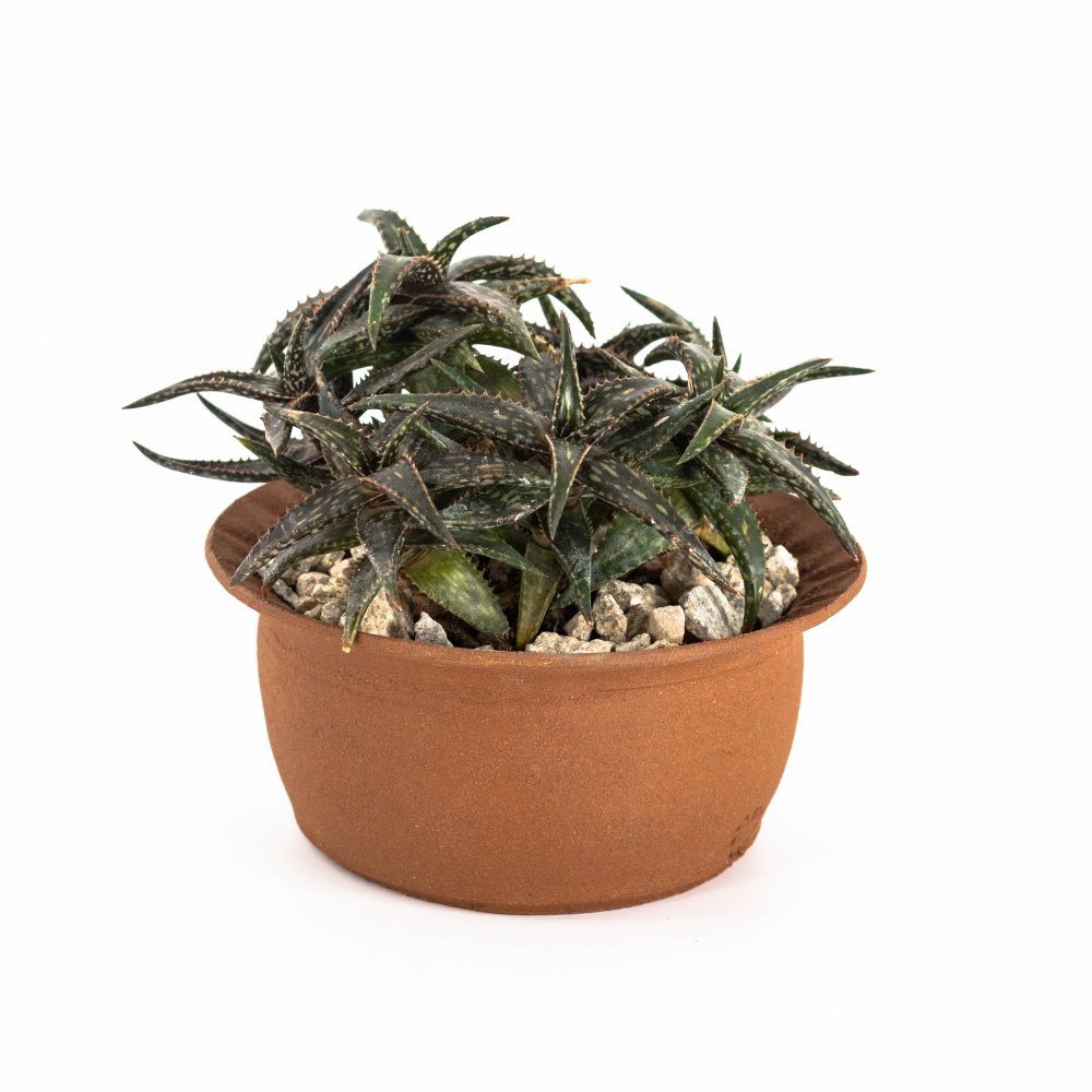 Aloe jucunda + Cactus Store pot