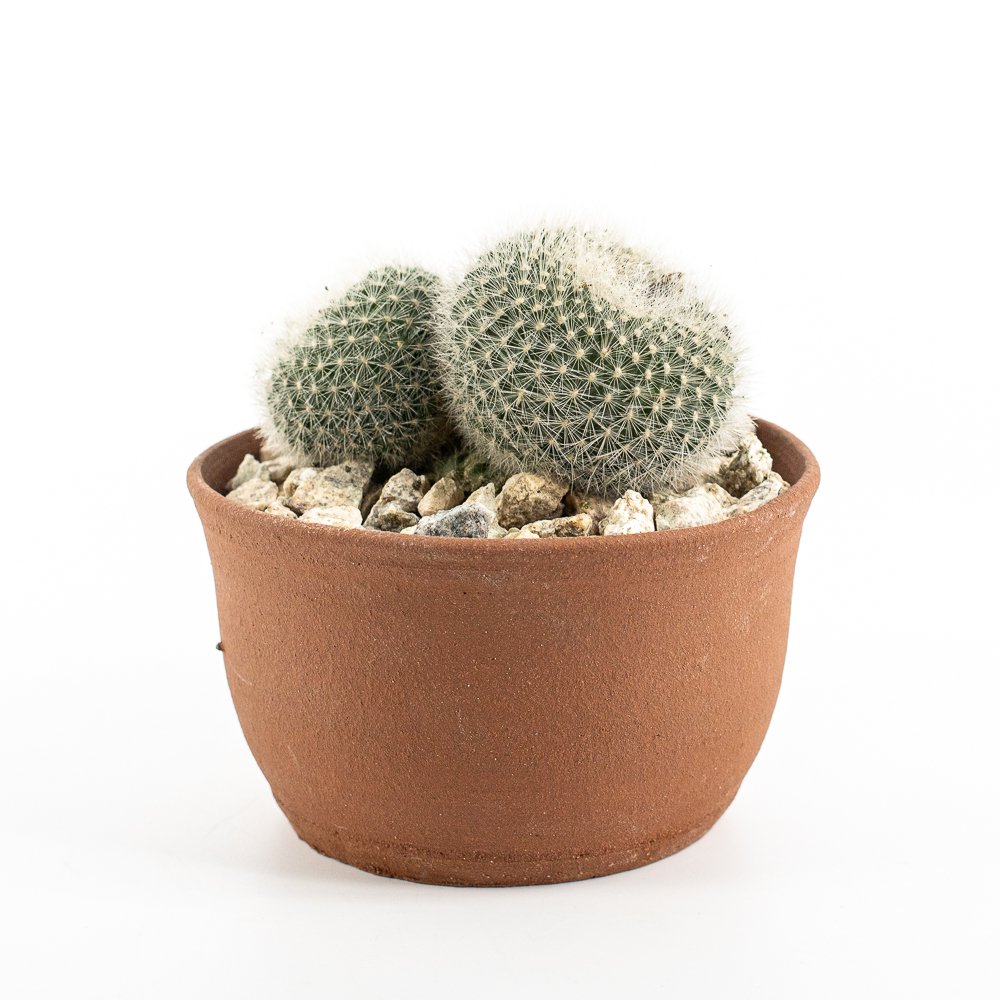 Parodia haselbergii ＋ Cactus Store Pot