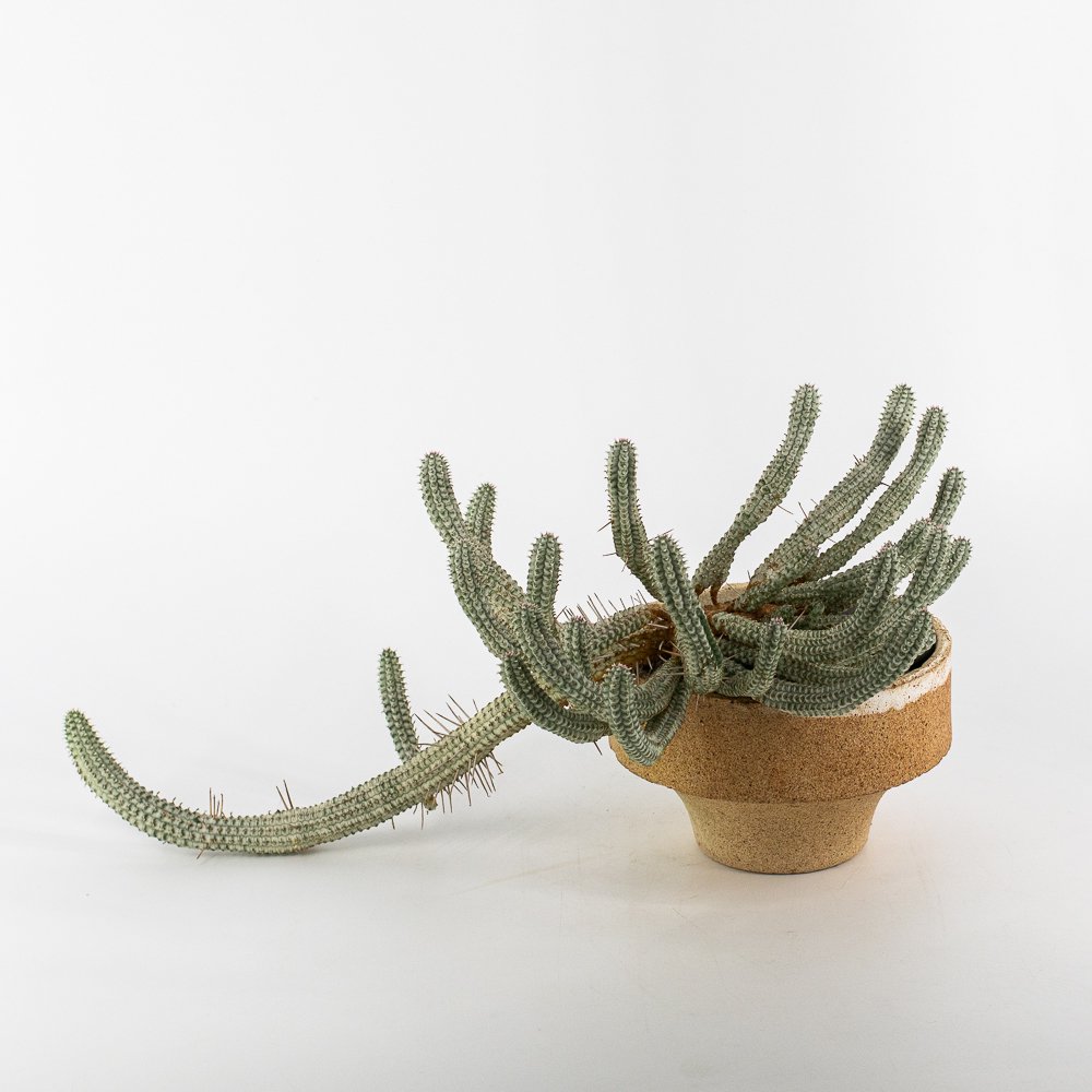 Euphorbia mammillaris  ҺȭʤФ