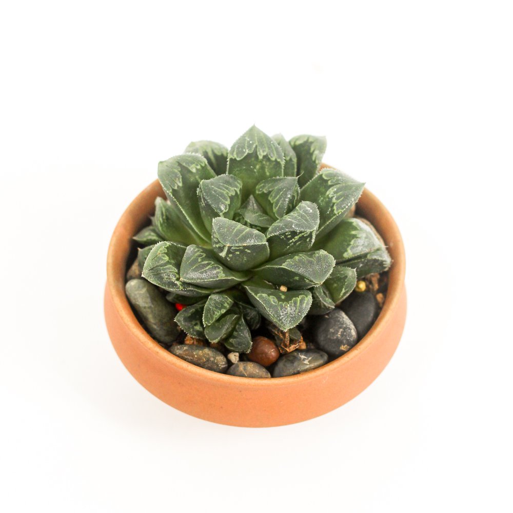 Haworthia cooperi