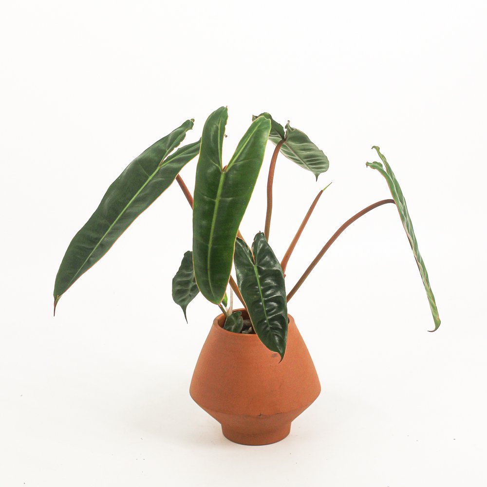 Philodendron billietiae