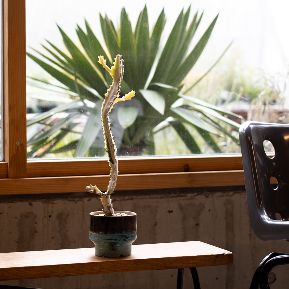 Euphorbia lactea White Ghost