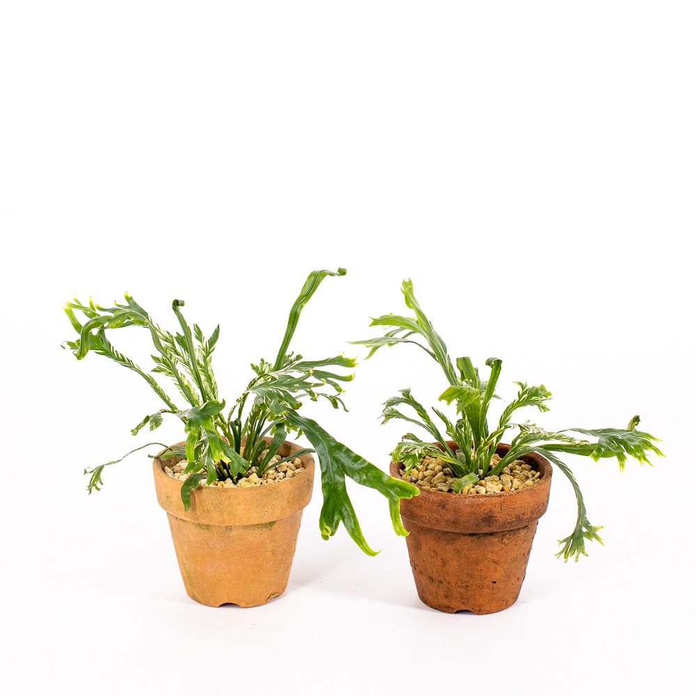 variegated Asplenium nidus