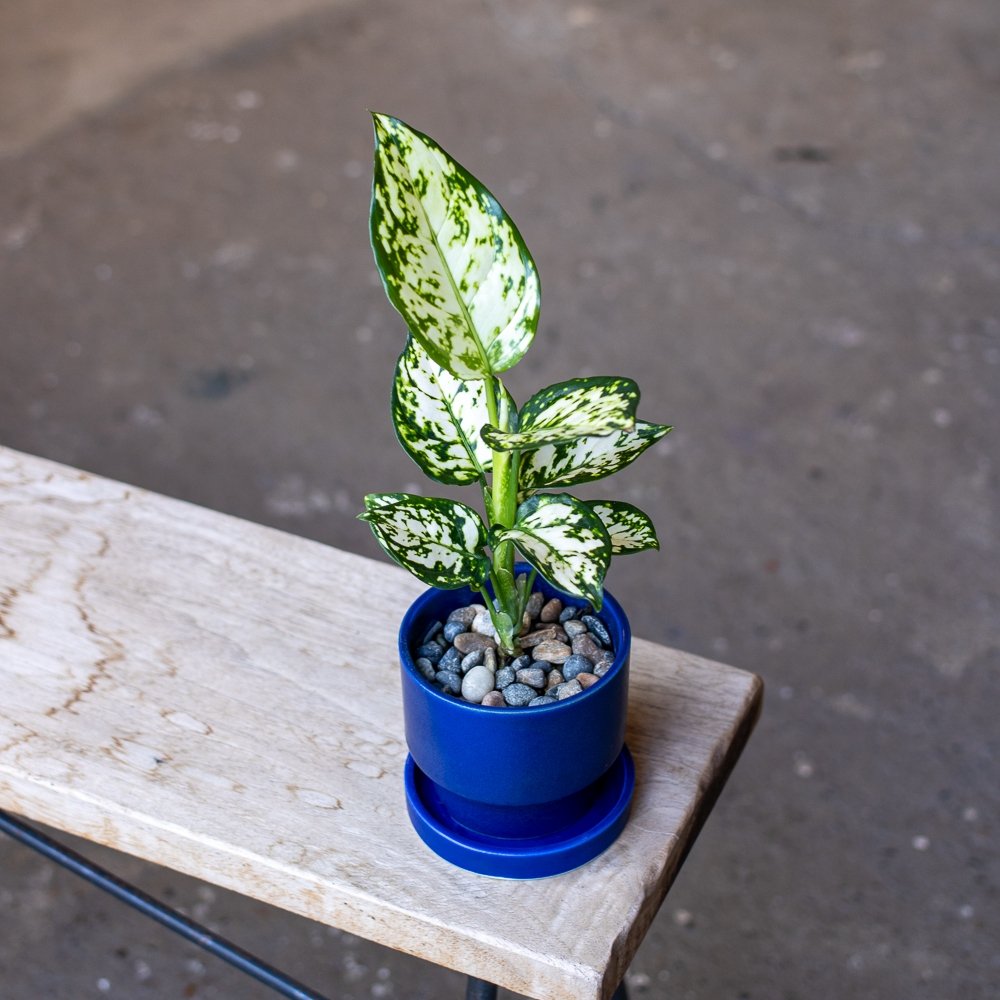  Aglaonema 