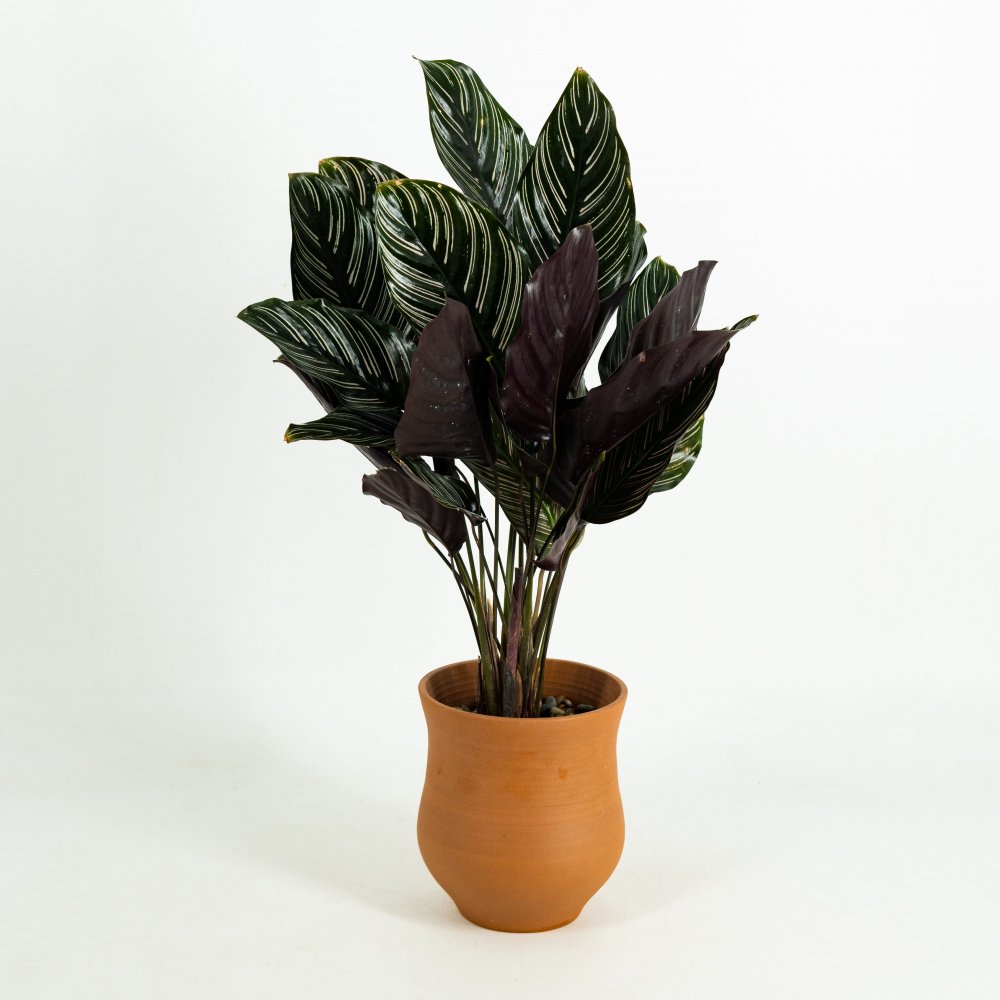 Calathea 