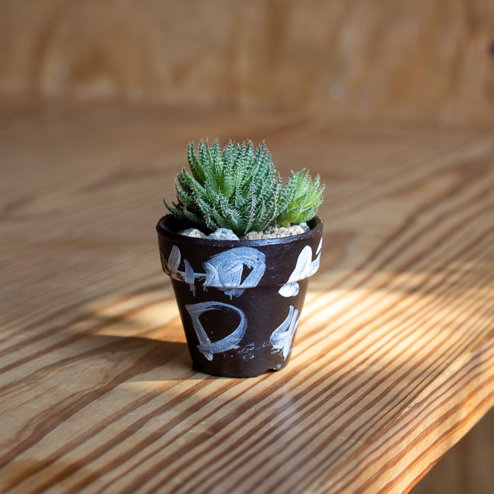 Haworthia Herbocea + SHOBU POT