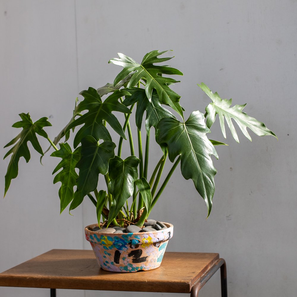 Philodendron 