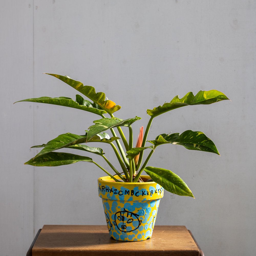 Philodendron Ring of Fire SHOBU POT