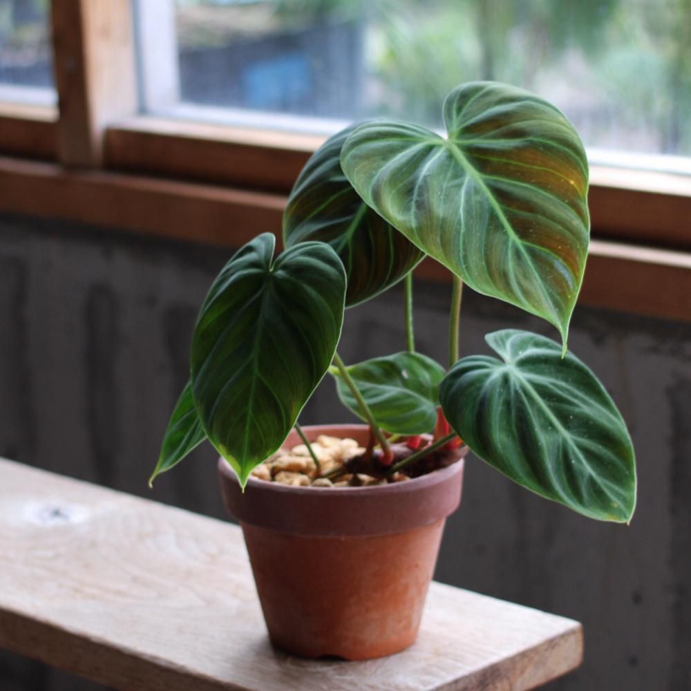 Plants - araheam-pot