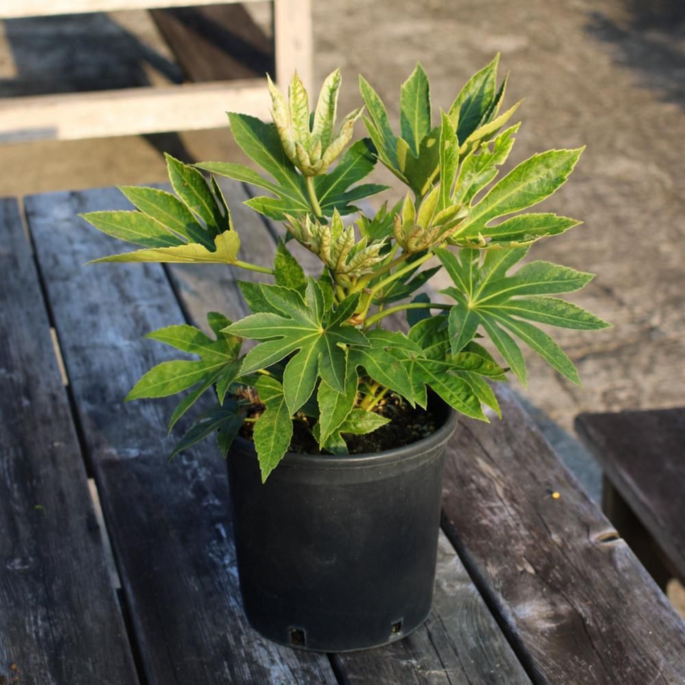 Fatsia japonica 'Spider's Web'