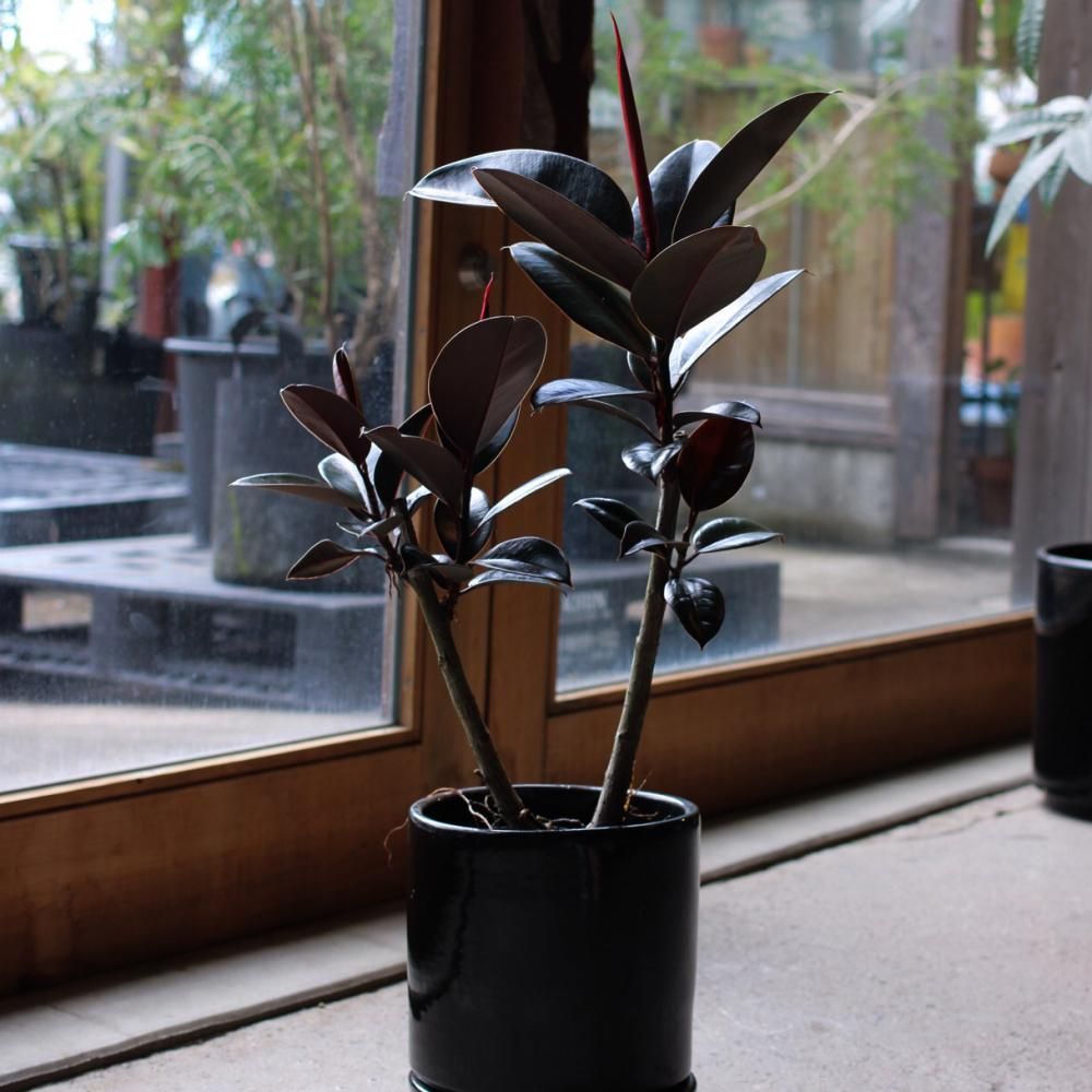 Ficus elastica Burgundy