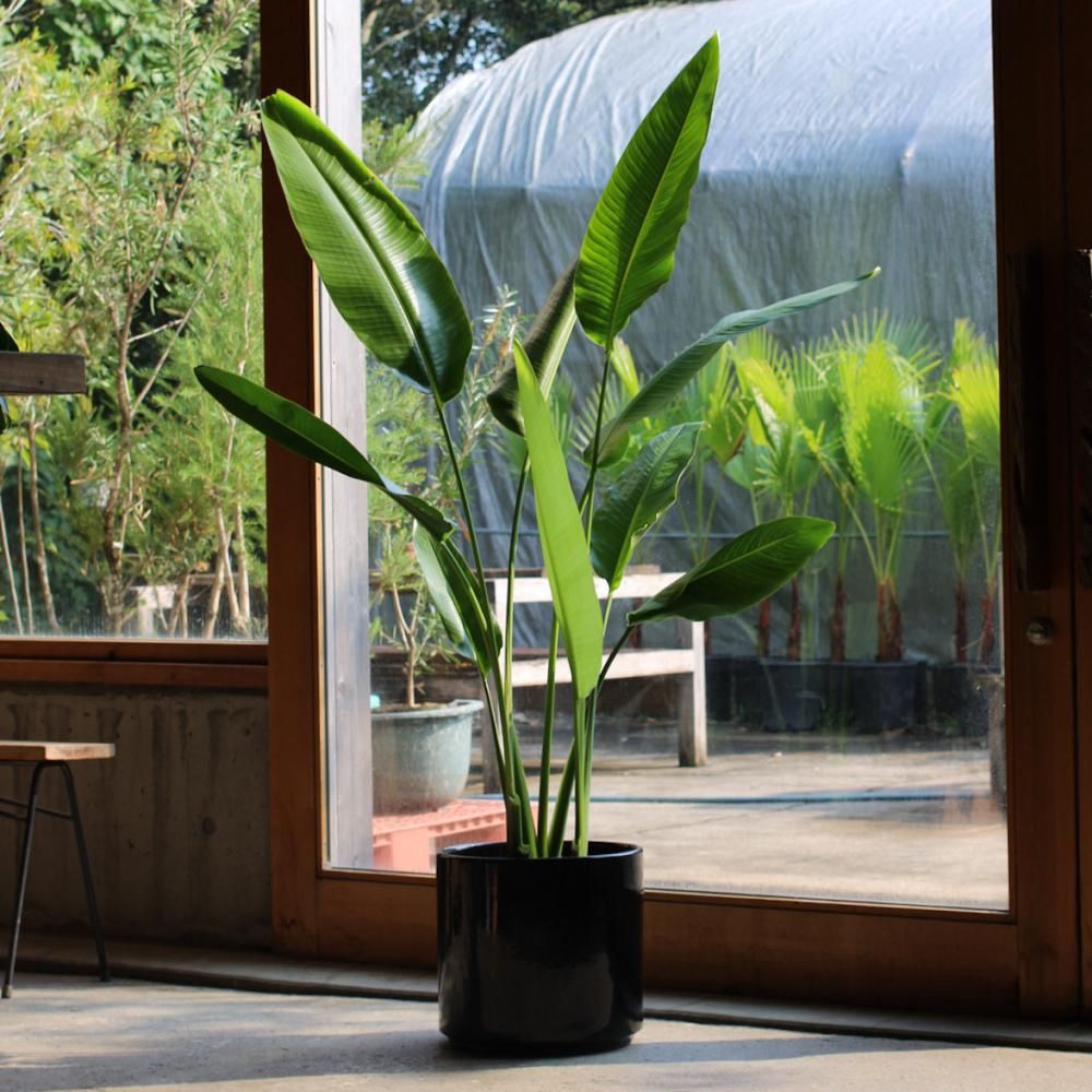 Ravenala madagascariensis