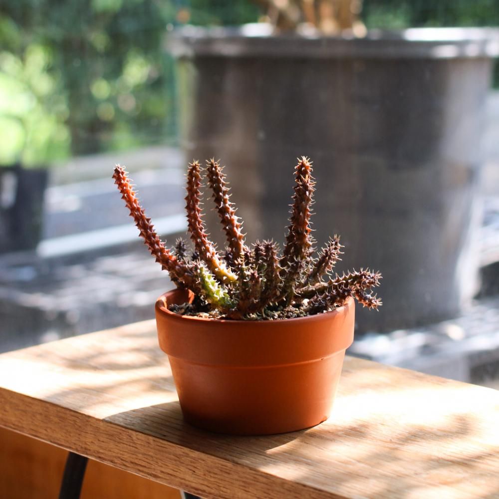 Stapelianthus decaryi