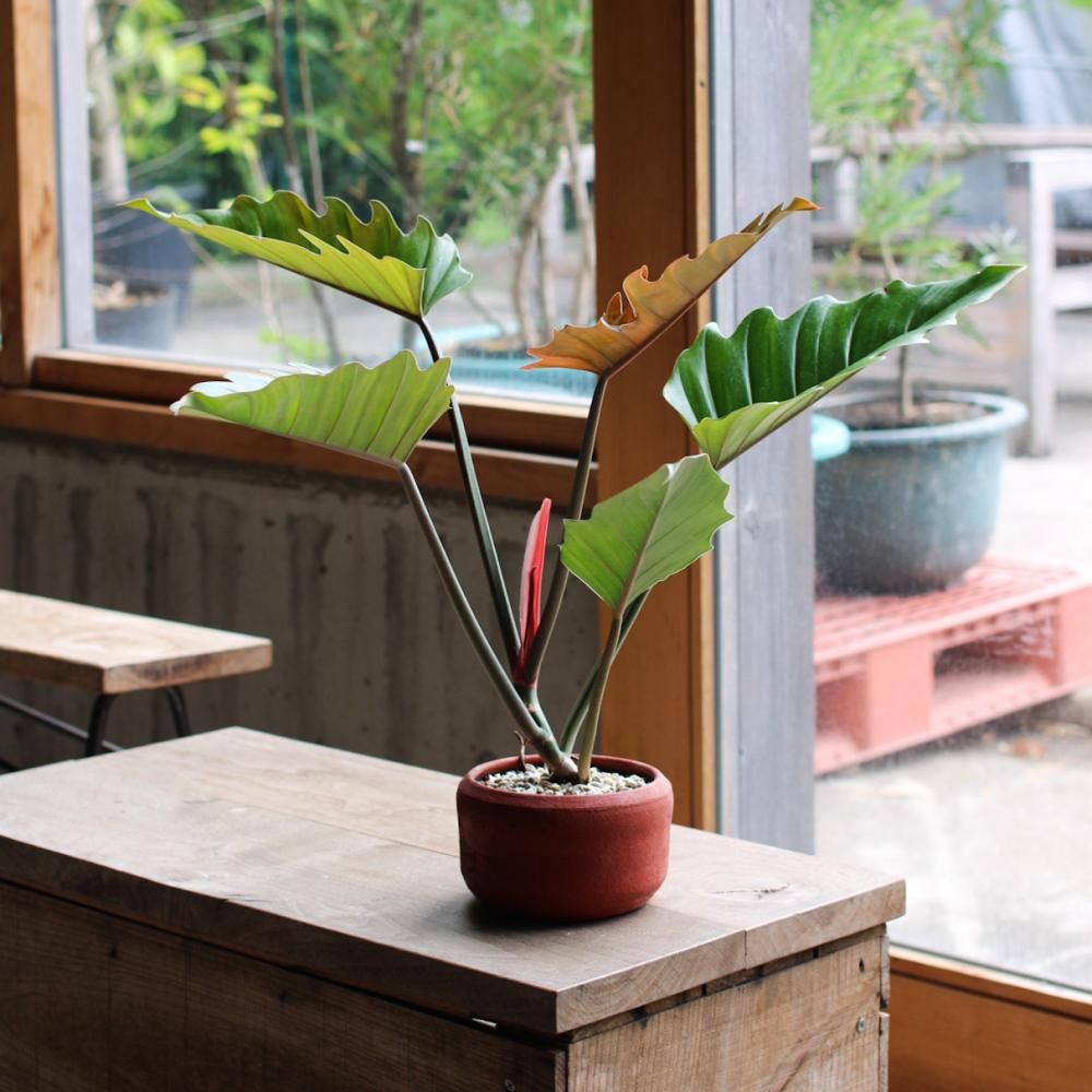 Philodendron Pluto + Mexican pot