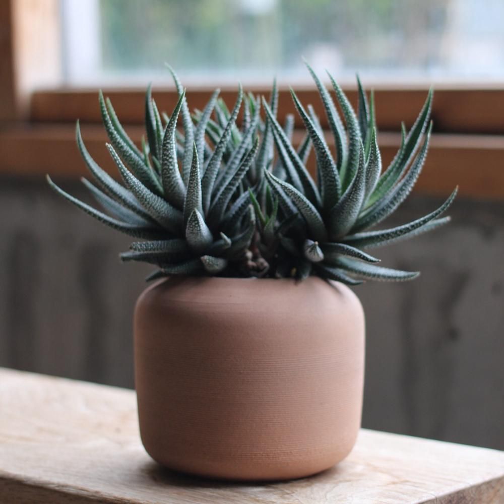 Haworthia faciata + JO POT