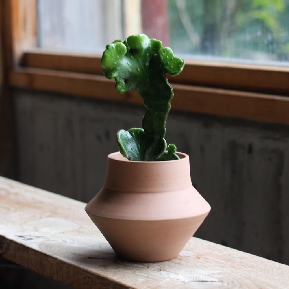 Euphorbia oncoclada ֲ + JO POT