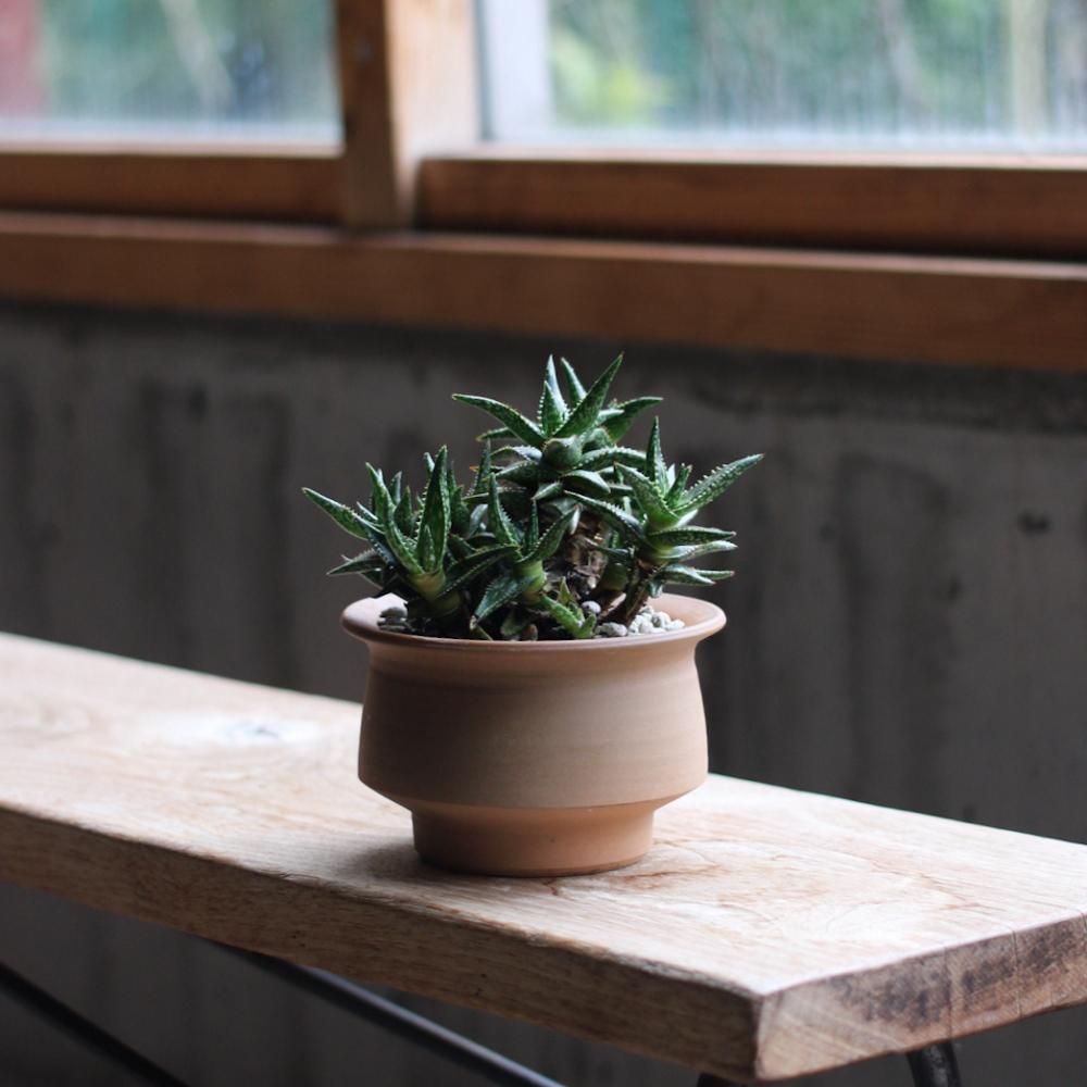  Aloe jucunda + JO POT