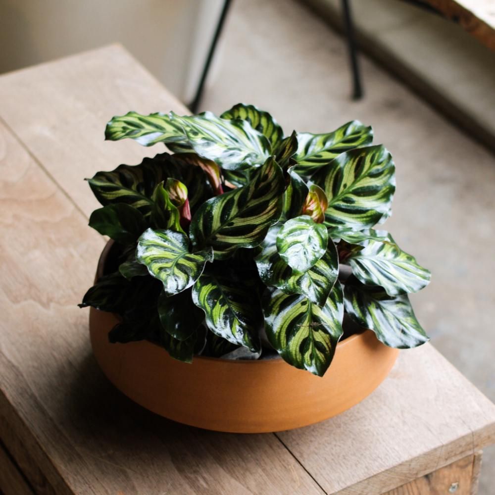 Calathea makoyana + JO POT